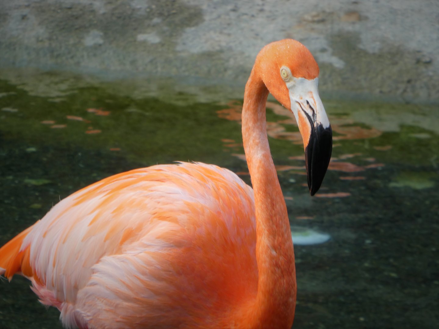 Entrance/Florida: Mission Everglades - American Flamingo