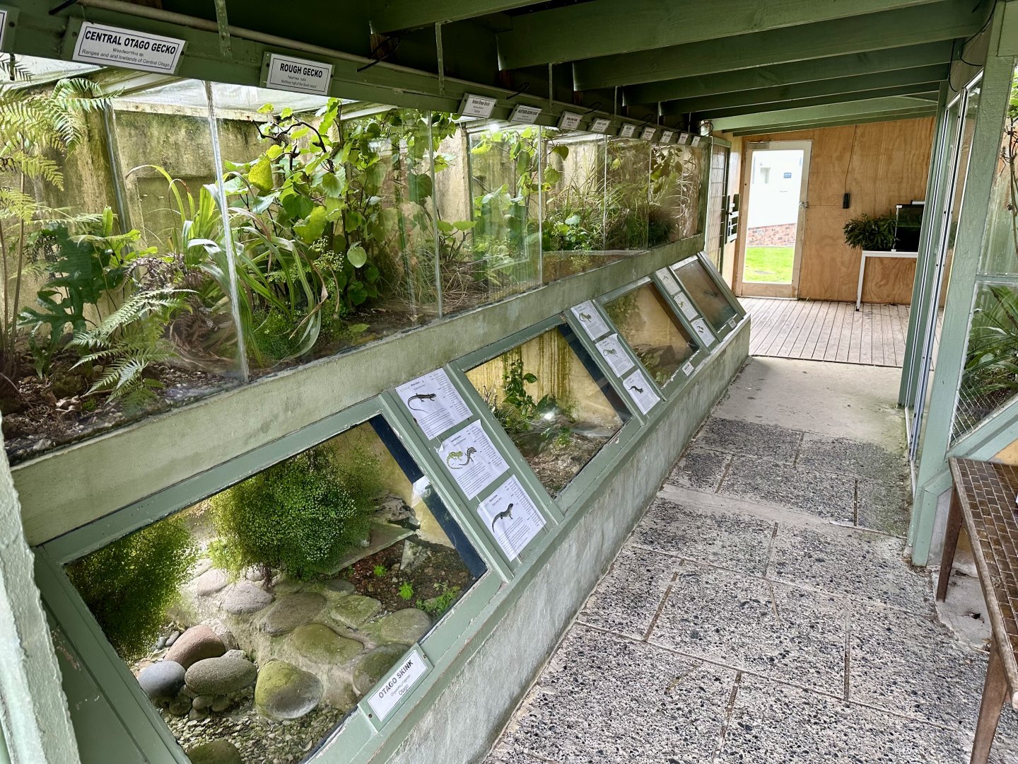 Entrance Gecko/Skink Exhibits