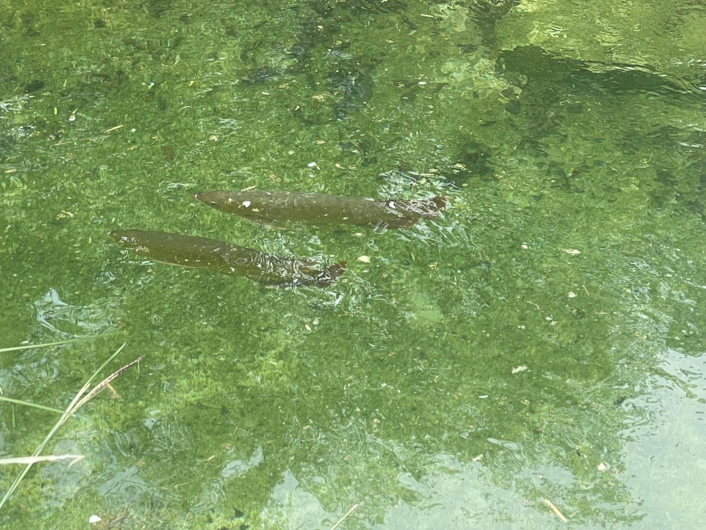 Entrance Gorge - Asian Arowana (Scleropages formosus)