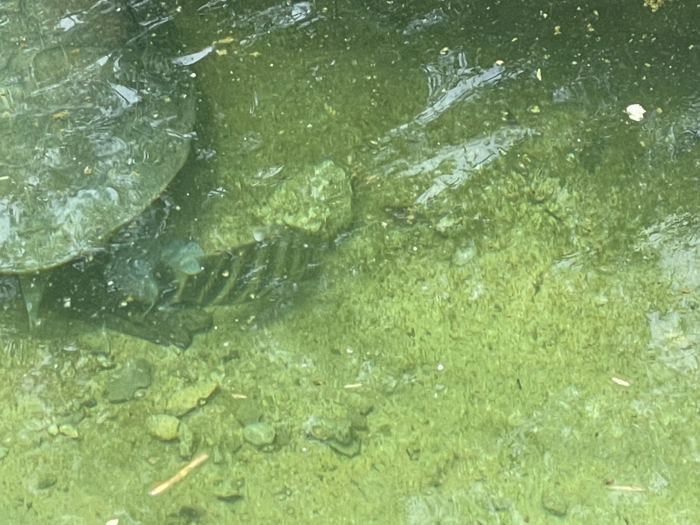 Entrance Gorge - tilapia