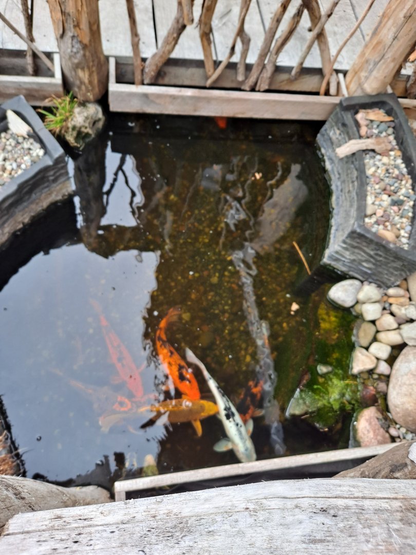 Entrance Koi (4/19/25)