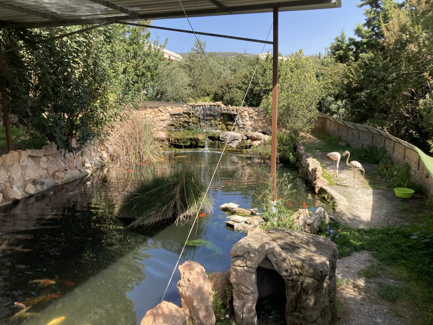 Entrance koi and flamingo pool