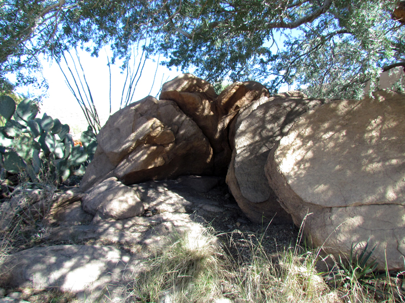 Entrance Lizard Exhibit