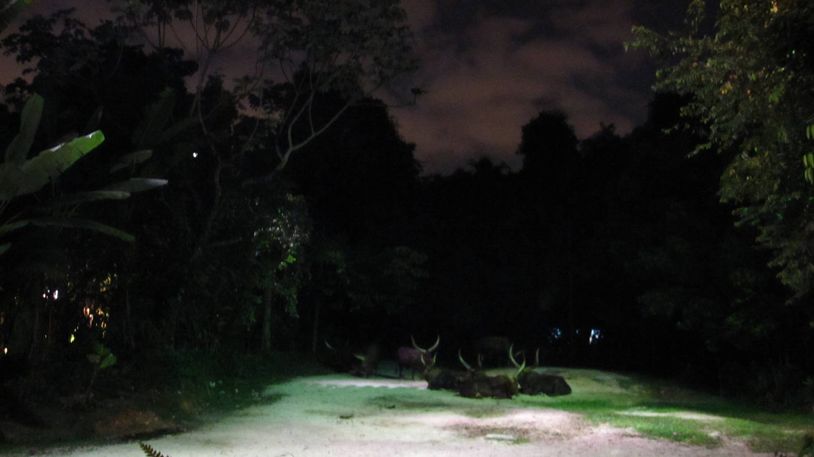 Entrance plaza - Ankole cattle