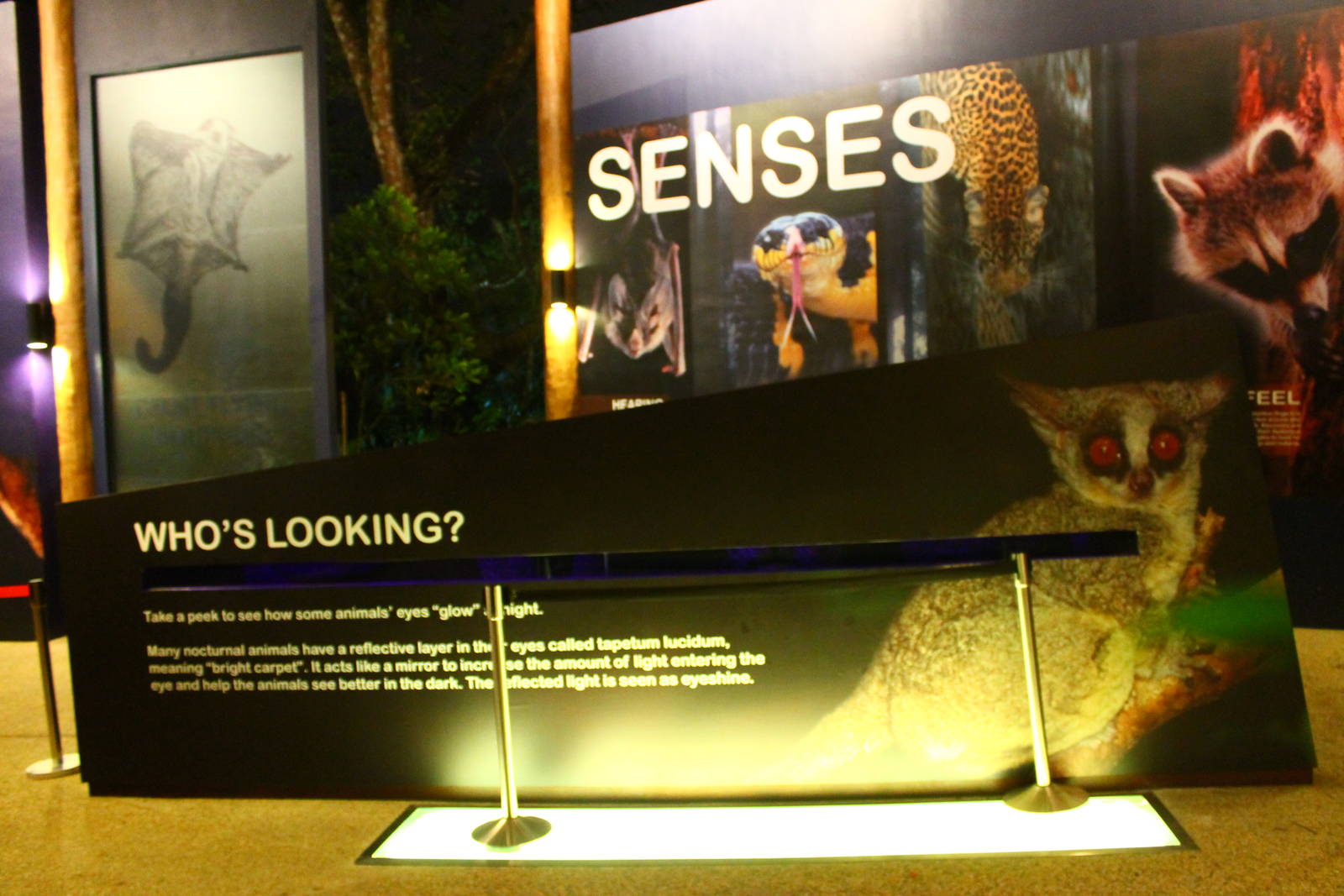 Entrance plaza expansion