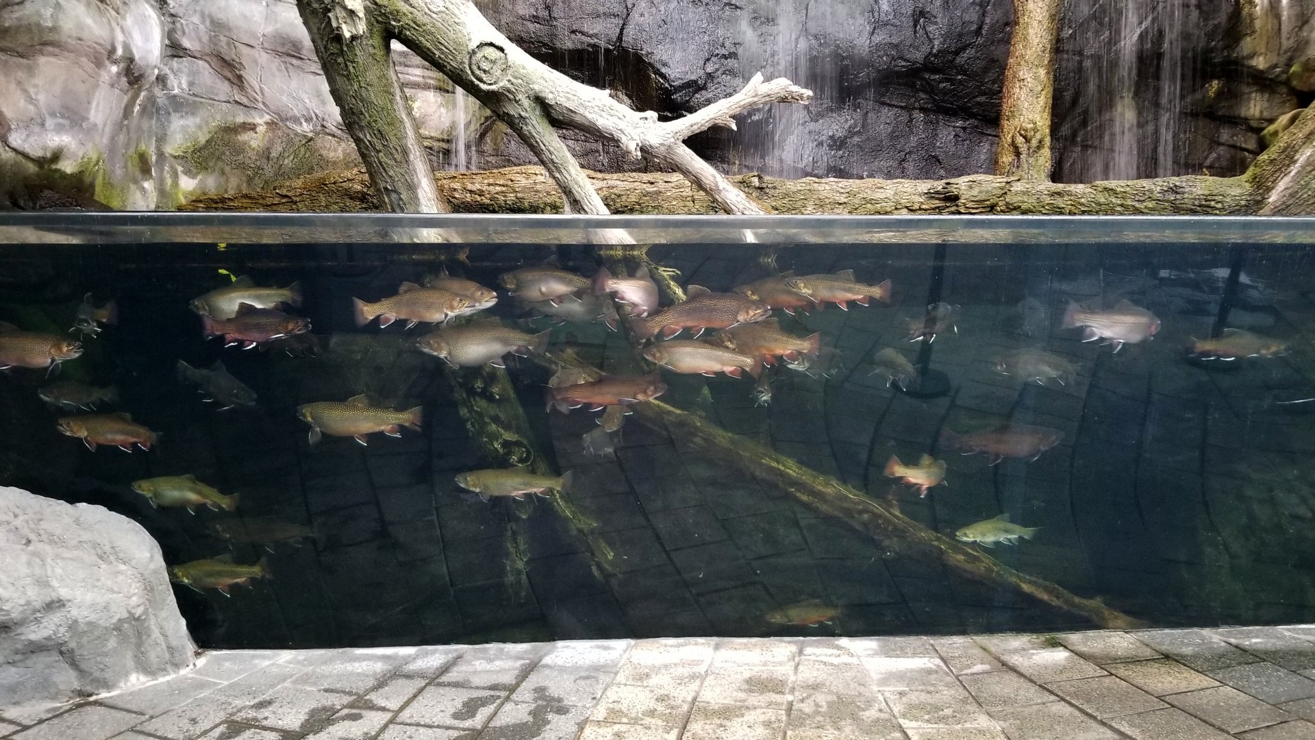 Entrance tank - Maryland Watershed