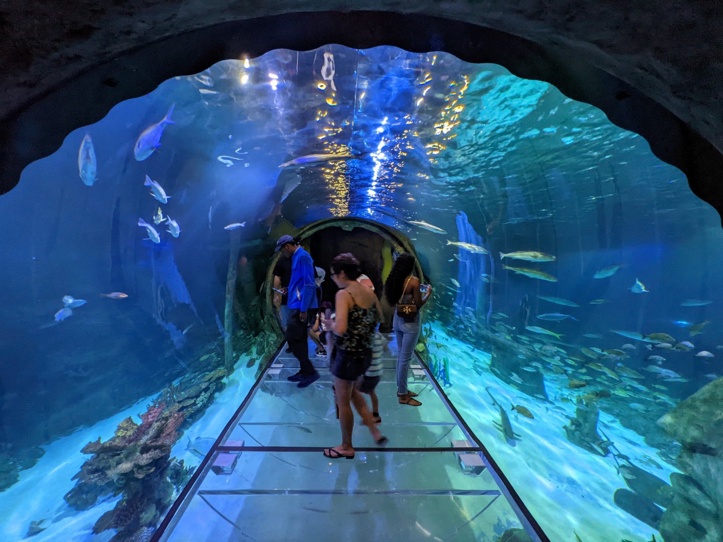Entrance to 360 glass tunnel