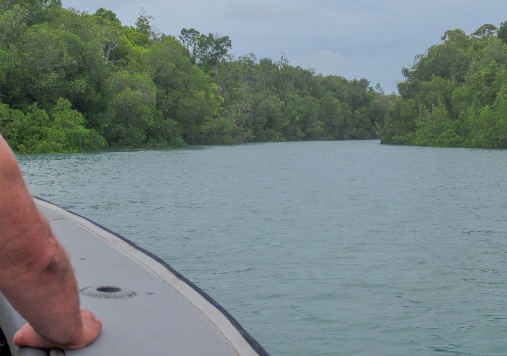 Entrance to a channel in the mangroves