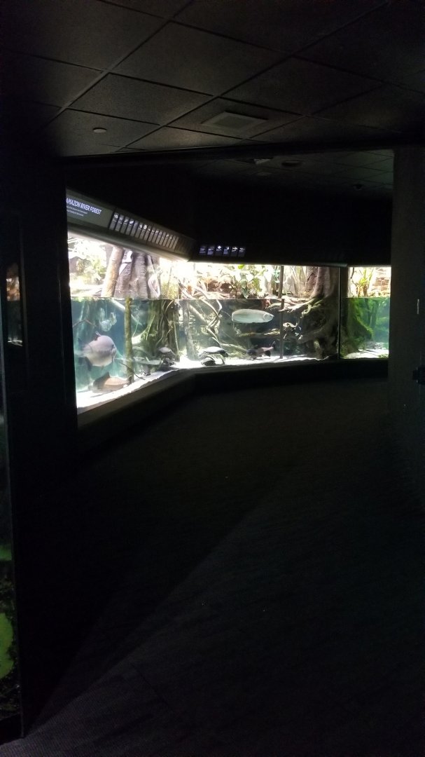 Entrance to Amazon River Forest