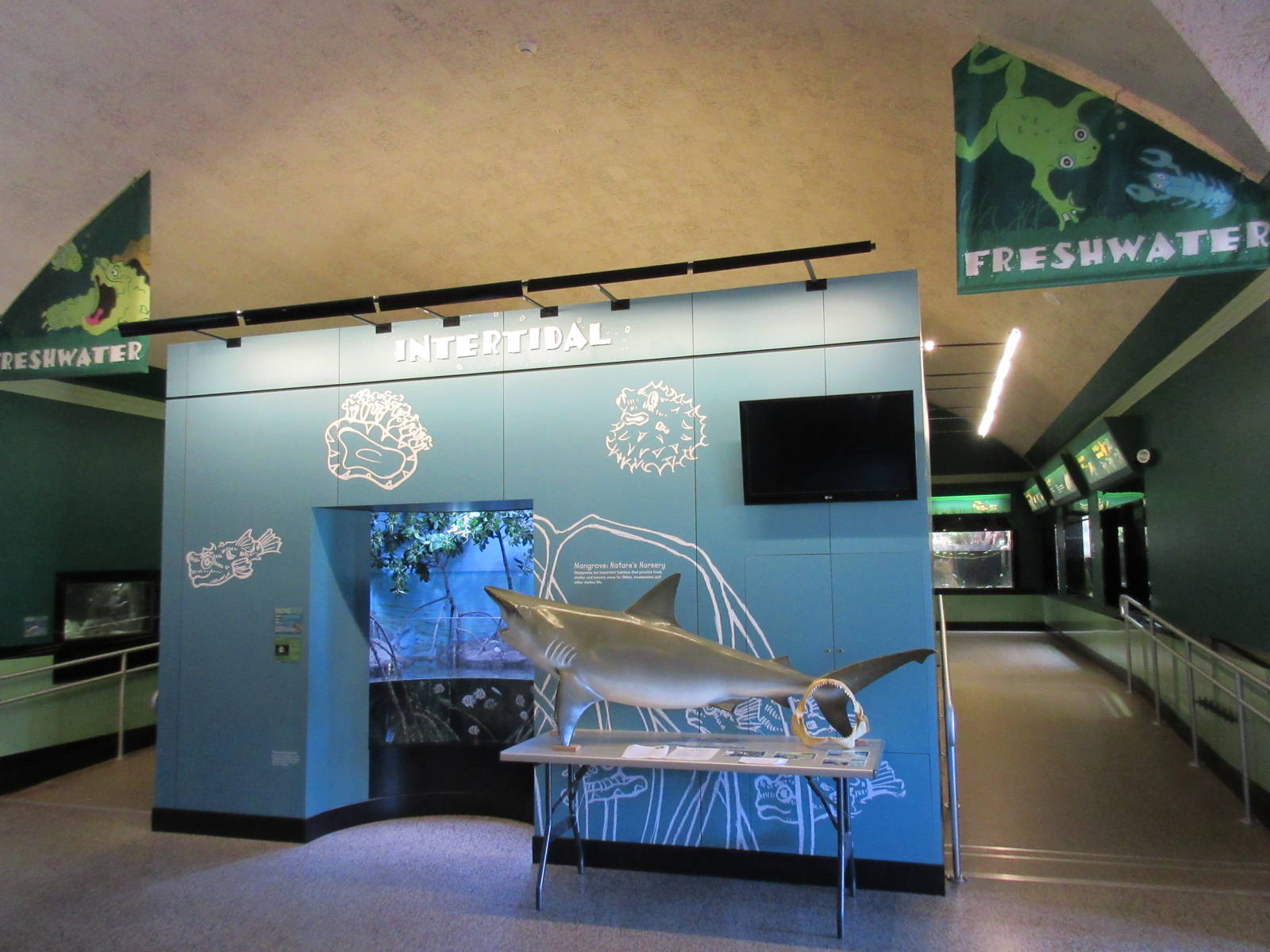 Entrance to Freshwater Zone + Bull Shark Model