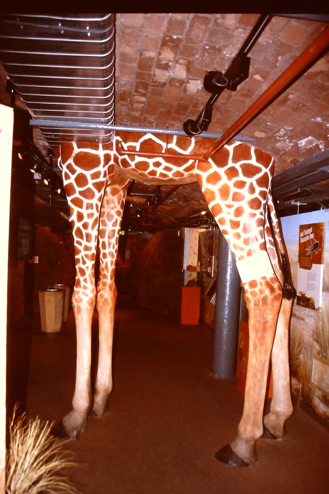 Entrance to Savannah area, Bug World Liverpool 2010