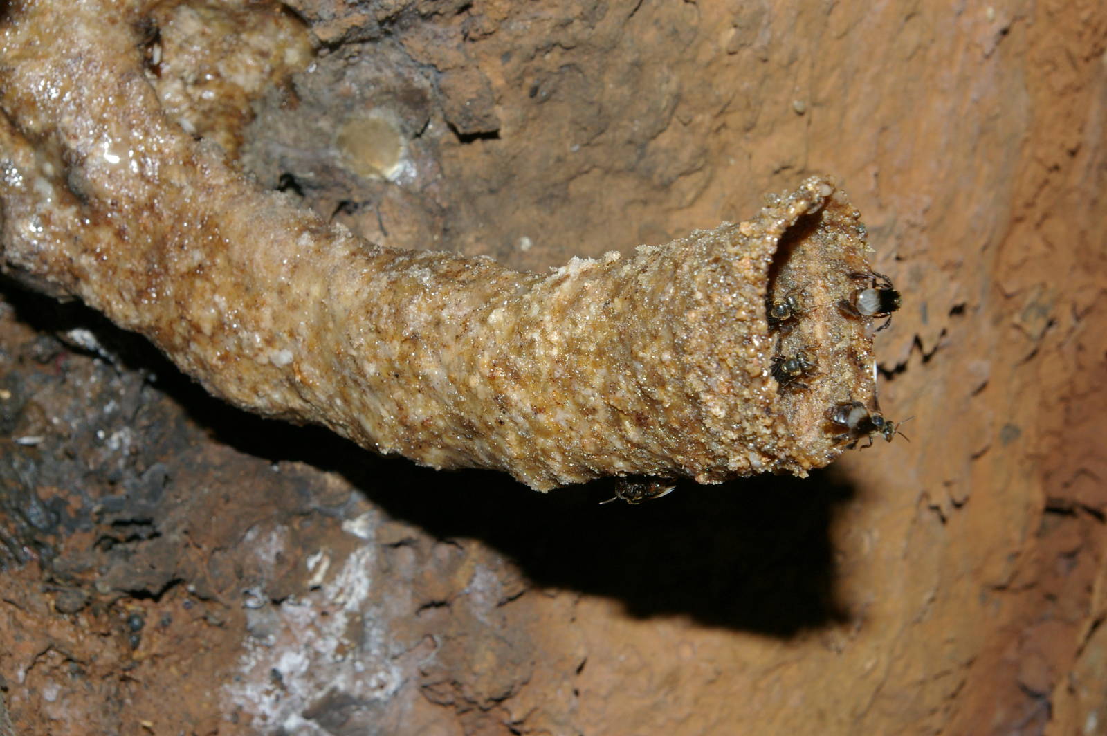 entrance to stingless bee nest
