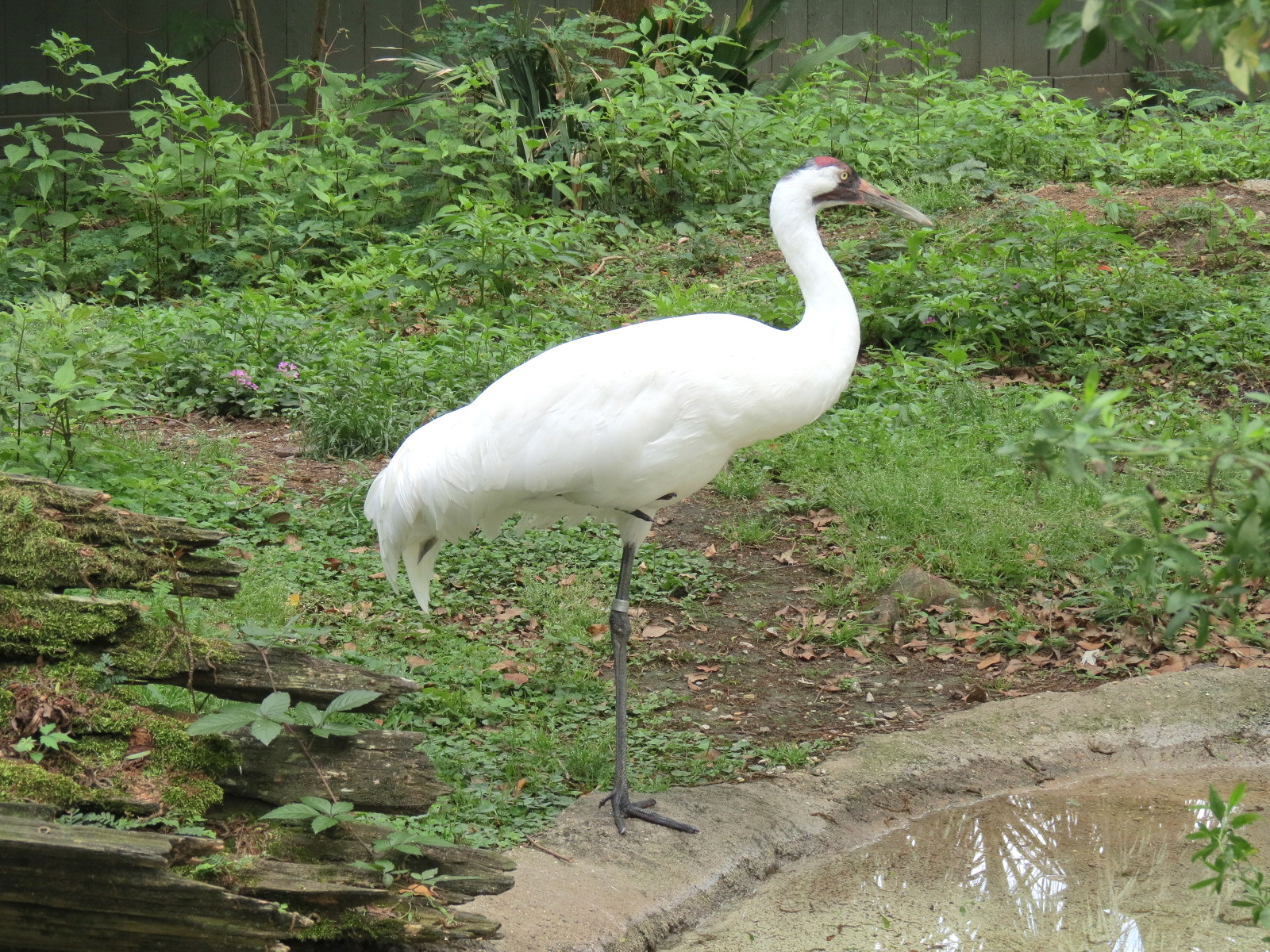Entrance - Whooping Crane Exhibit