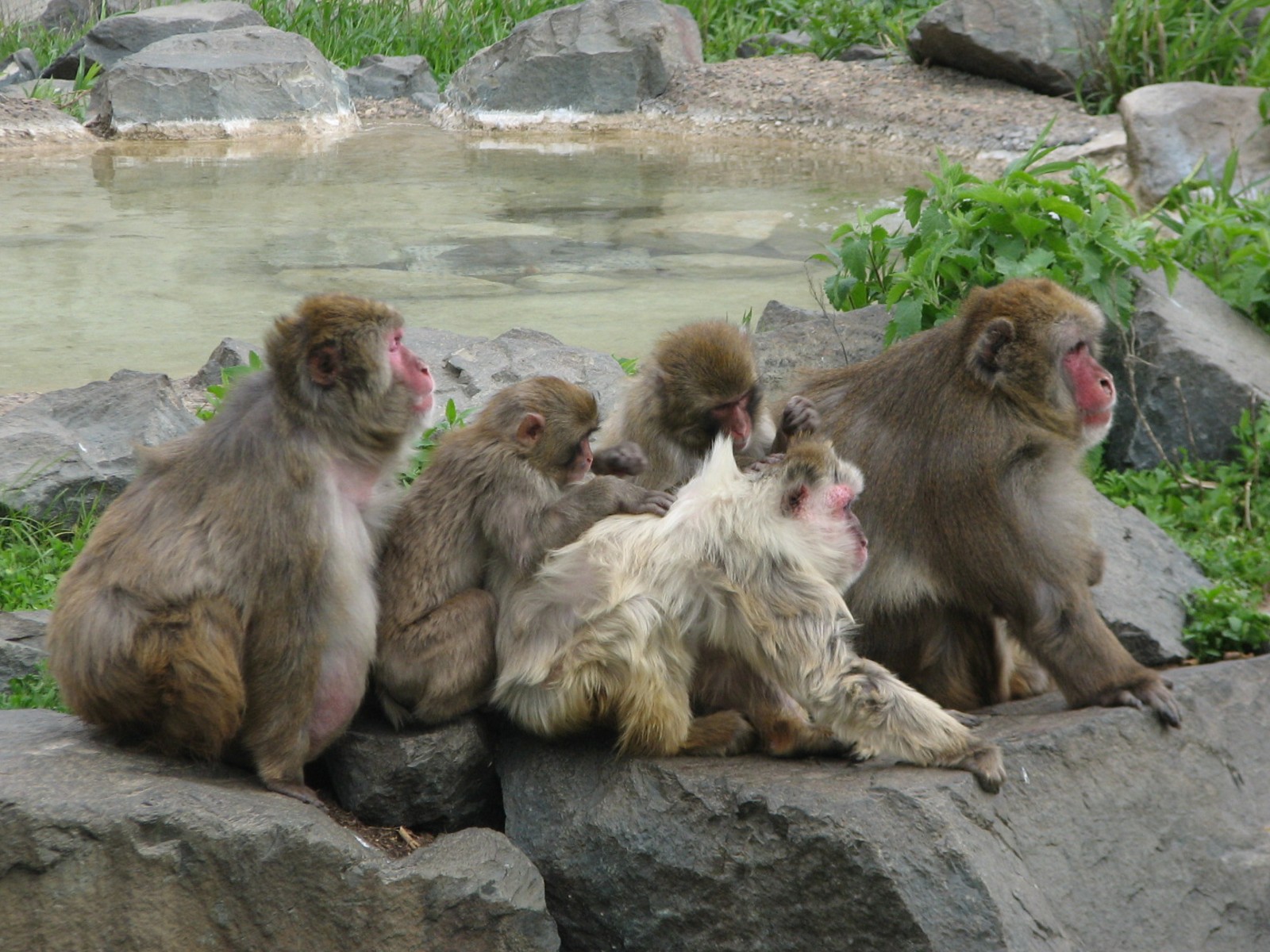 Entry Building - Snow Monkeys