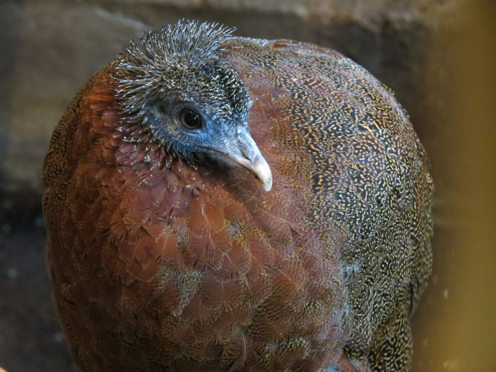 Entry Path - Argus Pheasant