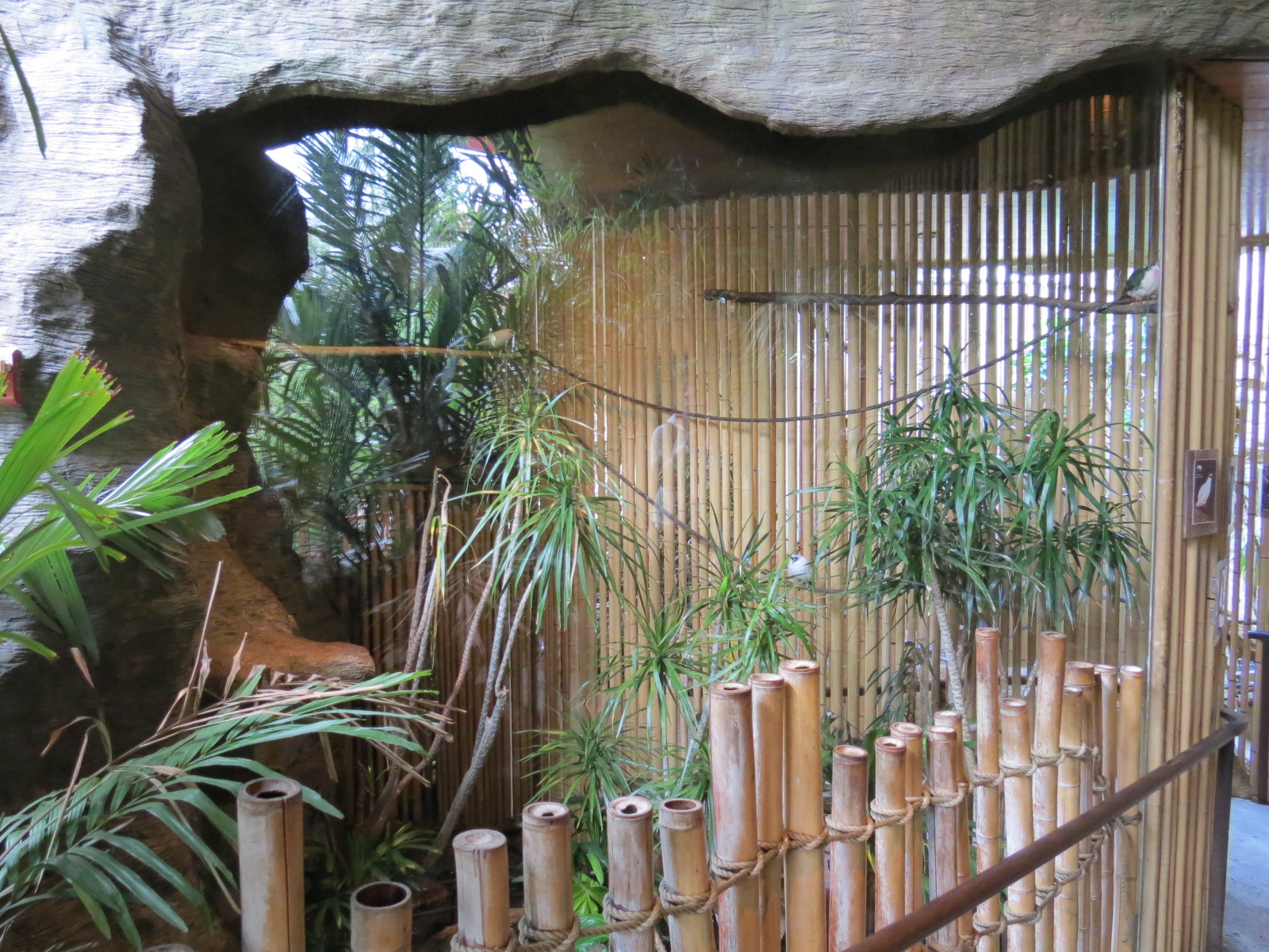 Entry Path - Bali Mynah, Jambu Fruit Dove, and Luzon Bleeding-heart Dove Ex