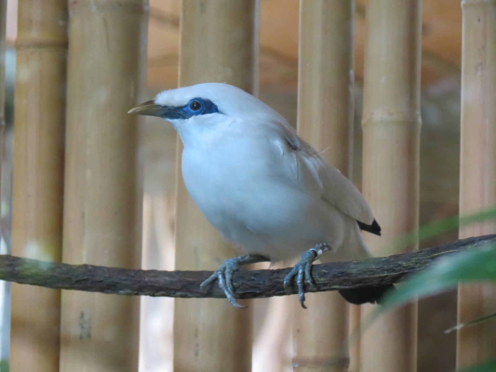 Entry Path - Bali Mynah