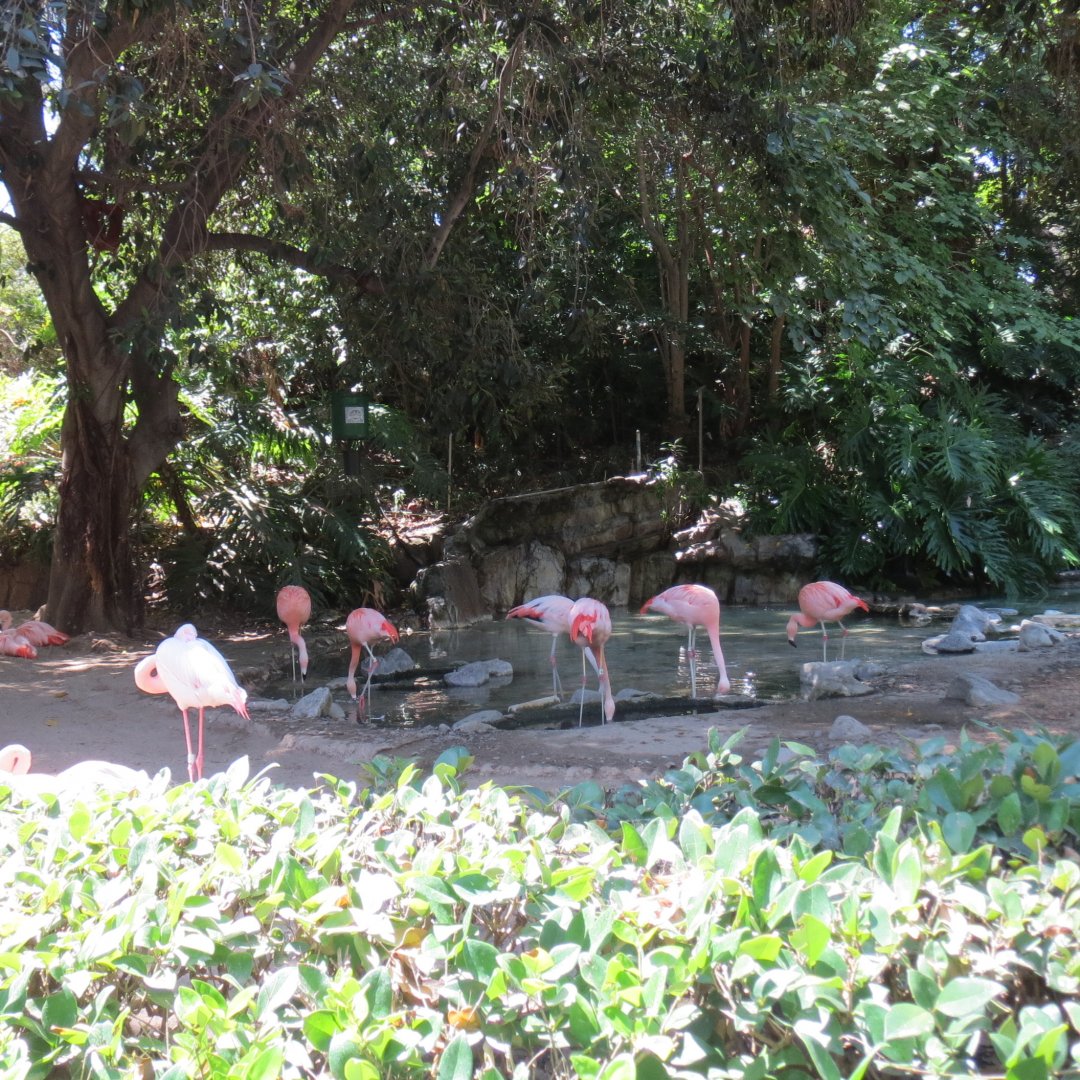 Entry Path - Greater Flamingo / Chilean Flamingo Exhibit