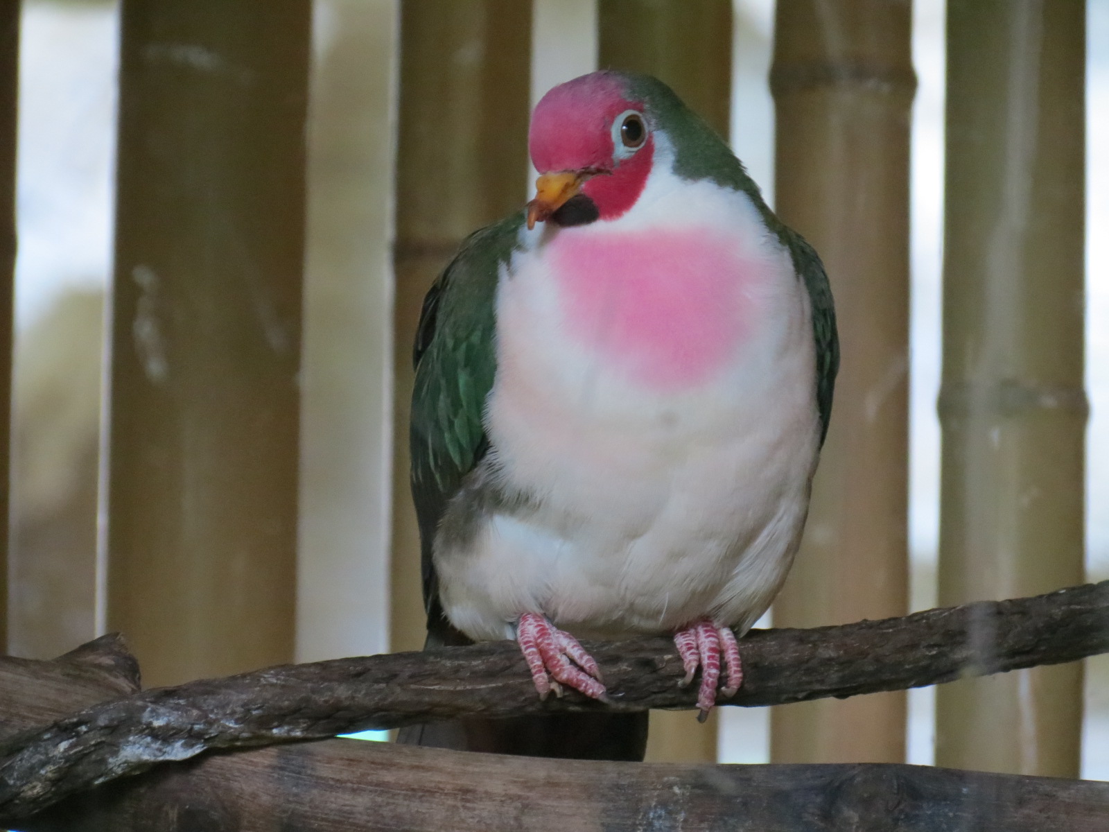 Entry Path - Jambu Fruit Dove