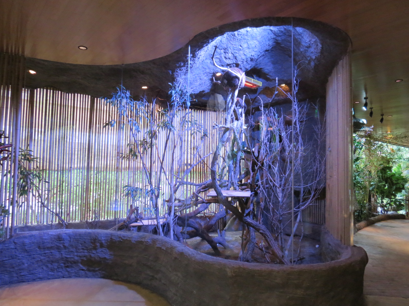 Entry Path - Matschie's Tree Kangaroo Exhibit