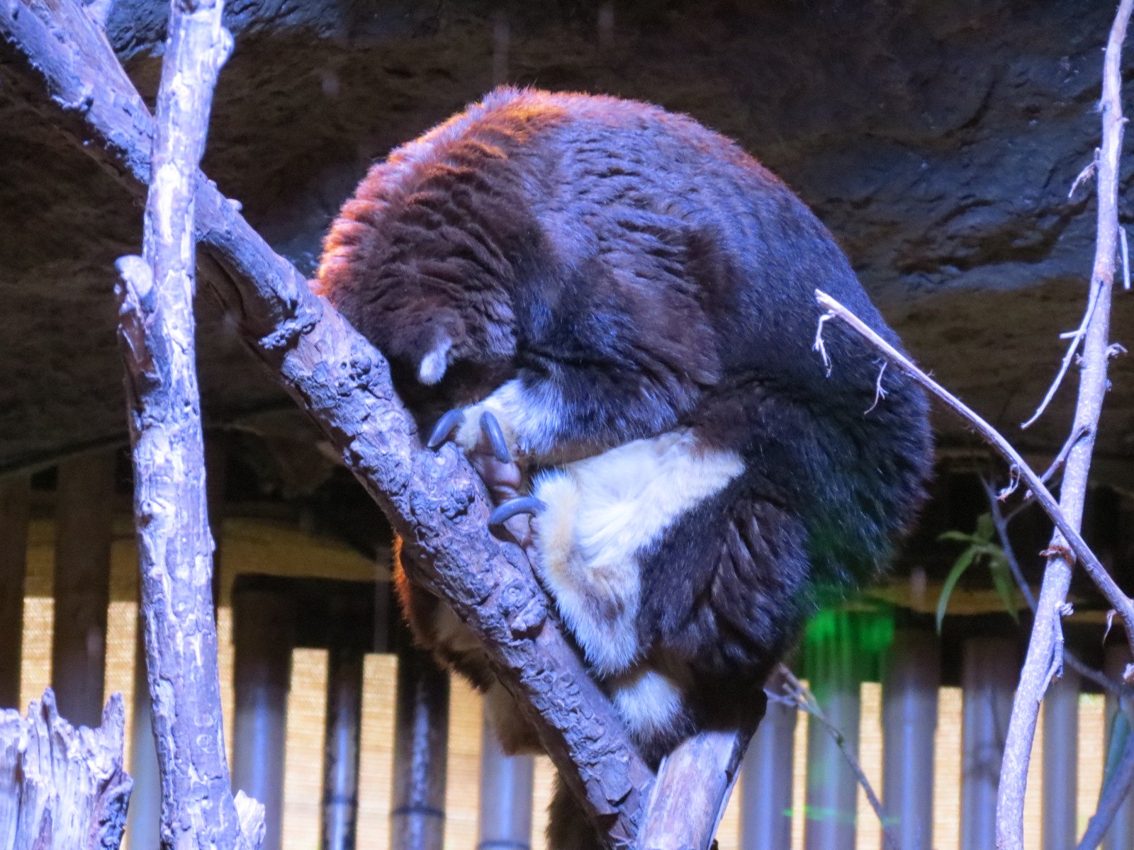 Entry Path - Matschie's Tree Kangaroo Exhibit