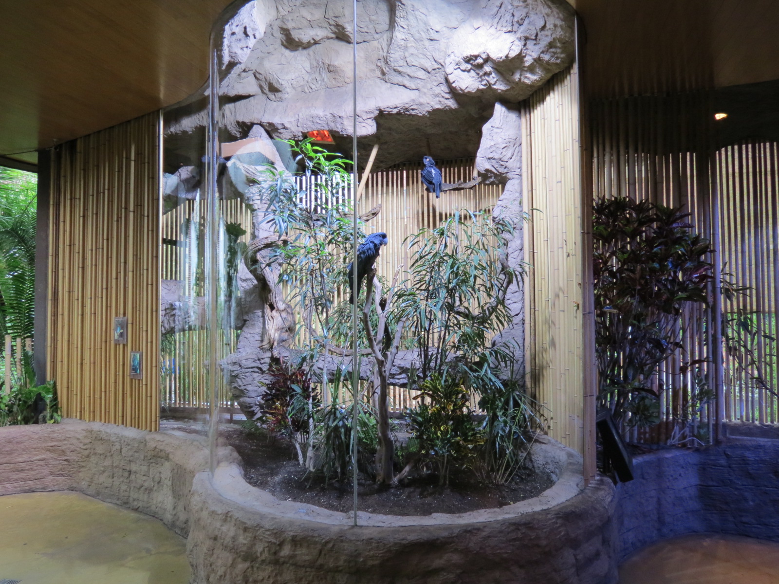 Entry Path - Palm Cockatoo and Victoria Crowned Pigeon Exhibit