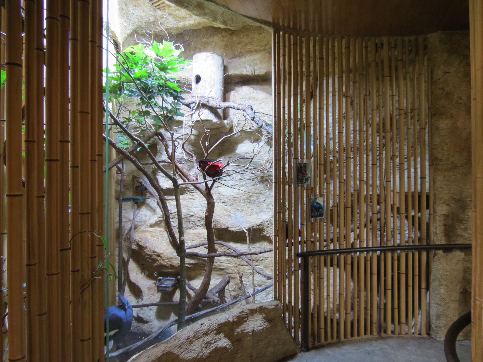 Entry Path - Pesquet's Parrot and Victoria Crowned Pigeon Exhibit