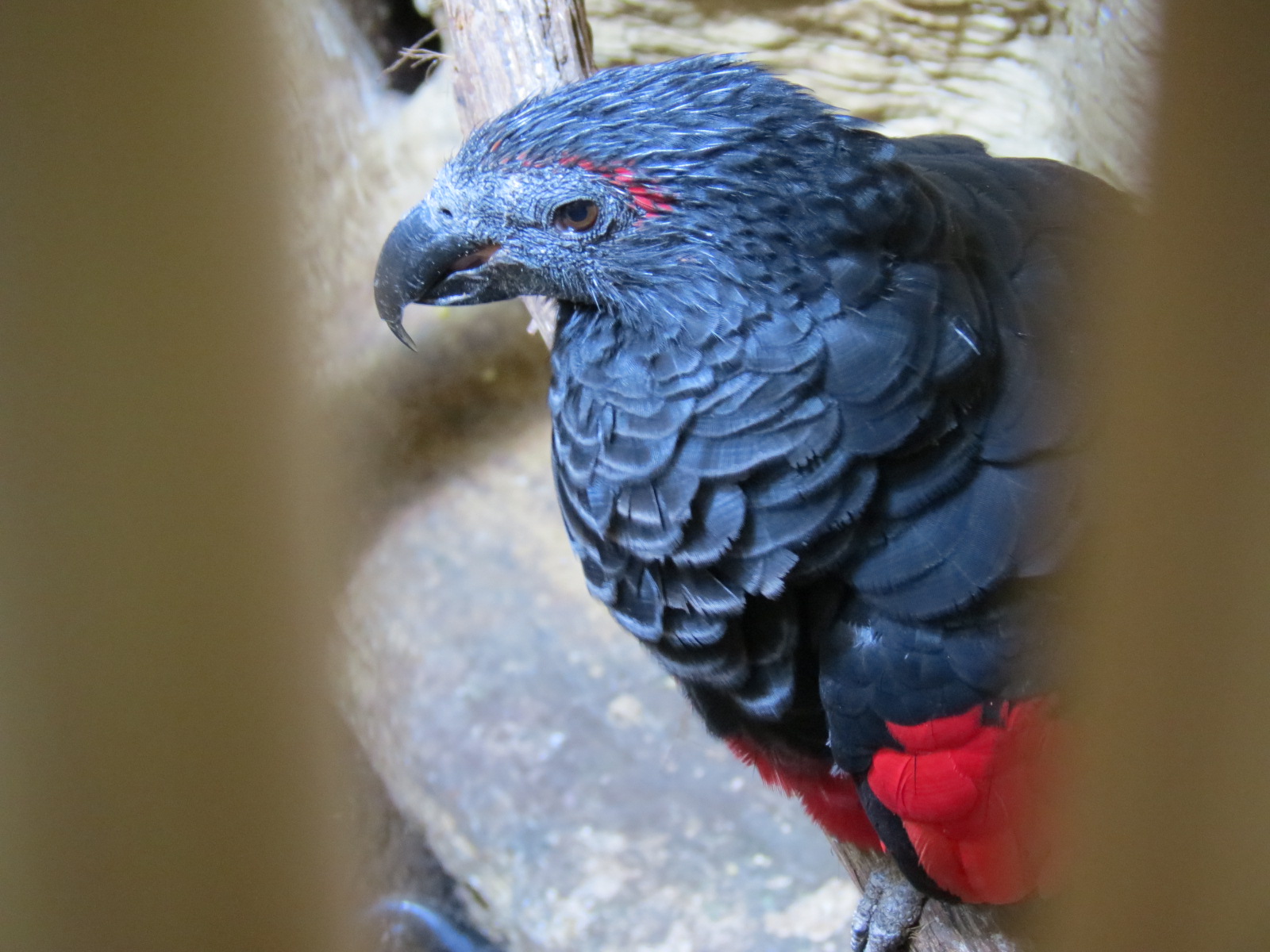 Entry Path - Pesquet's Parrot