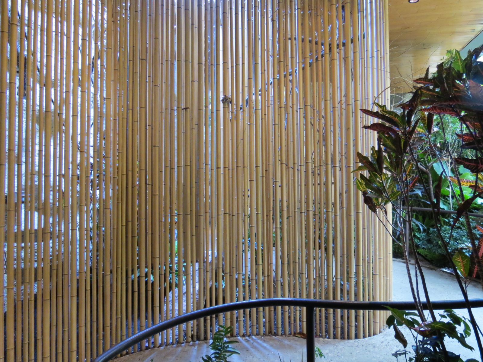 Entry Path - Raggiana Bird of Paradise and Green-naped Pheasant Pigeon Exhi