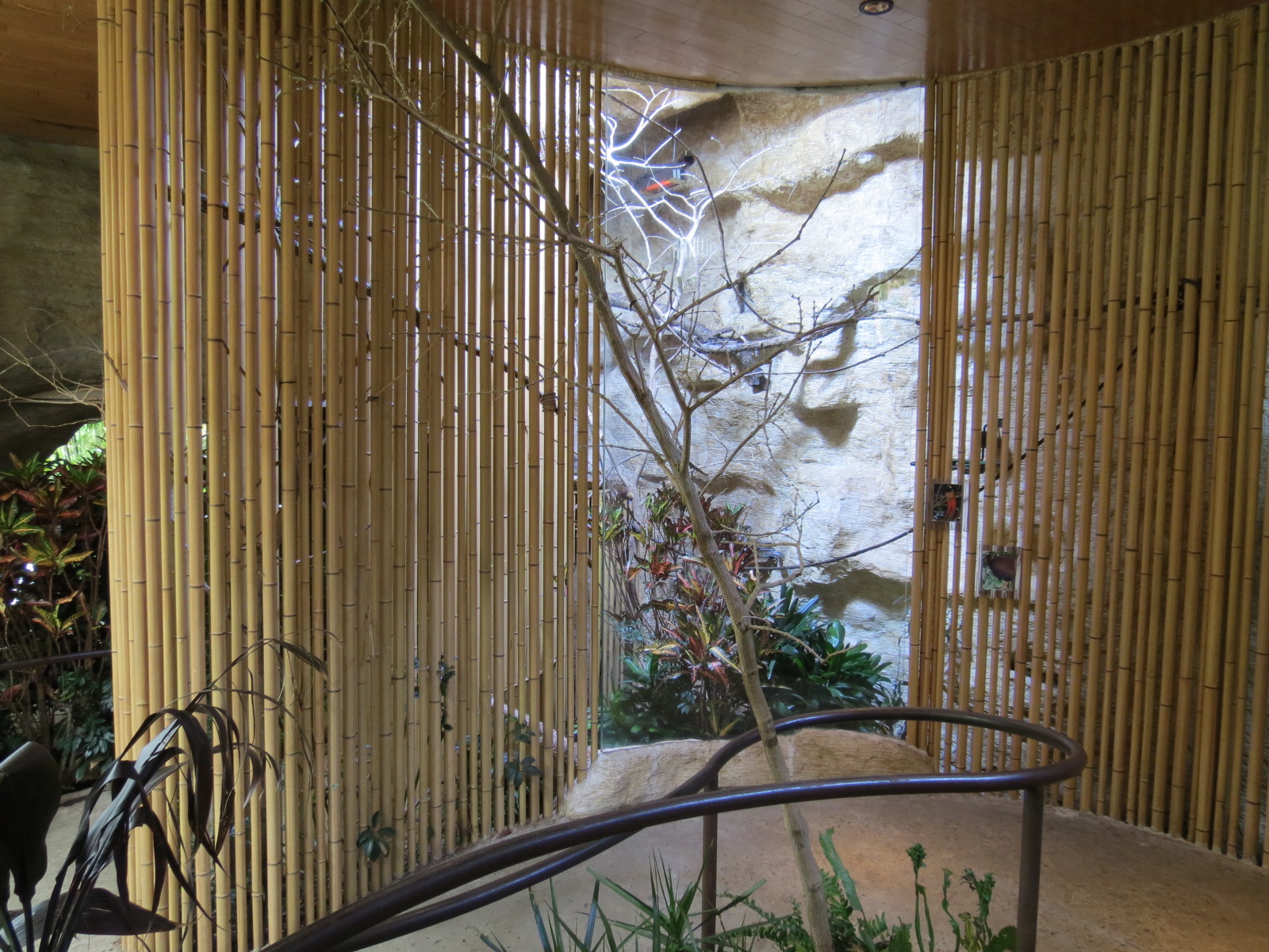 Entry Path - Raggiana Bird of Paradise and Green-naped Pheasant Pigeon Exhi