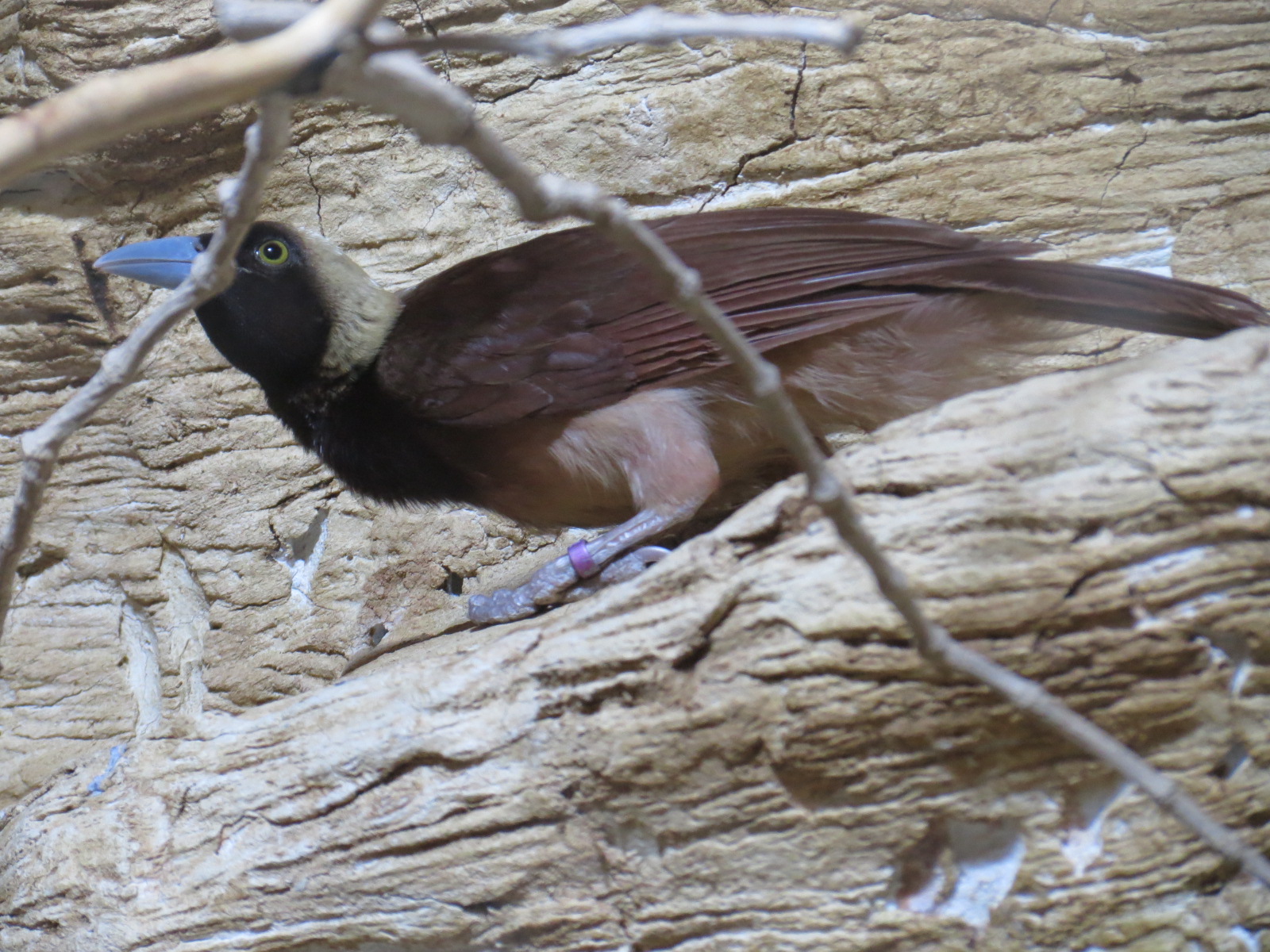 Entry Path - Raggiana Bird of Paradise