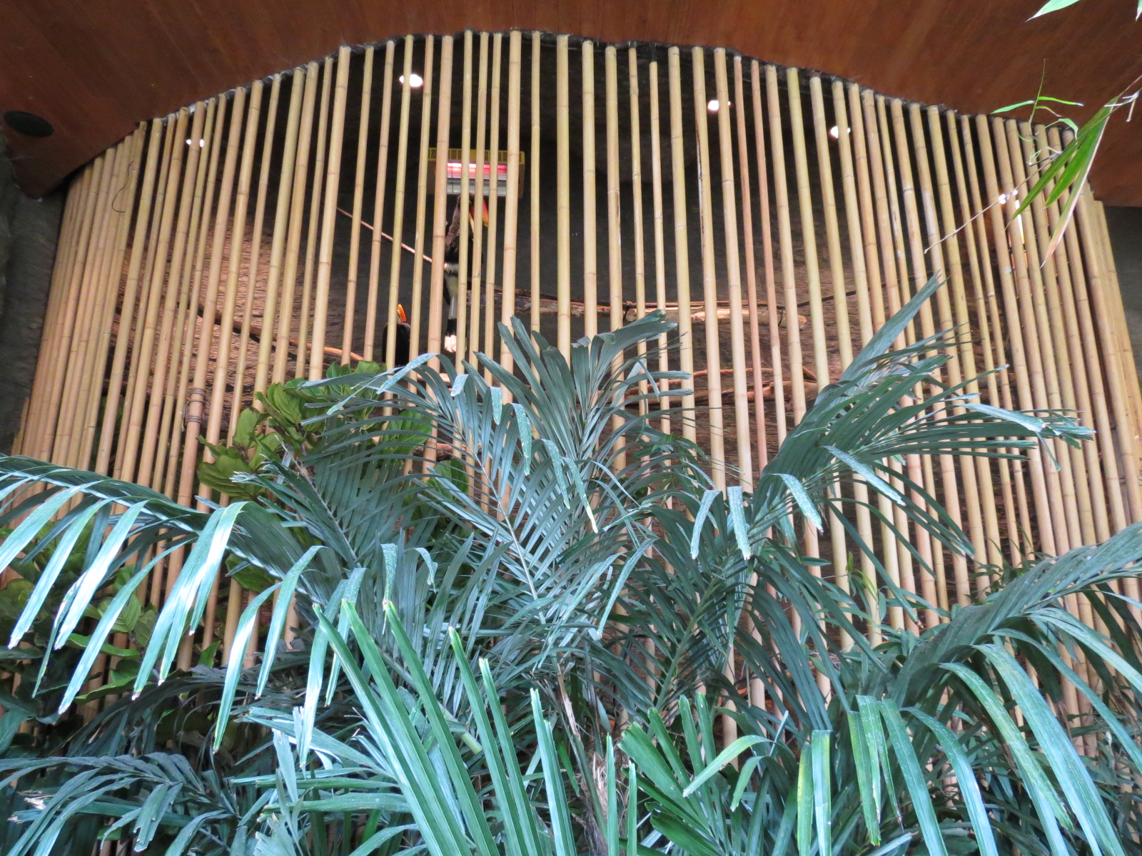 Entry Path - Rhinoceros Hornbill Exhibit