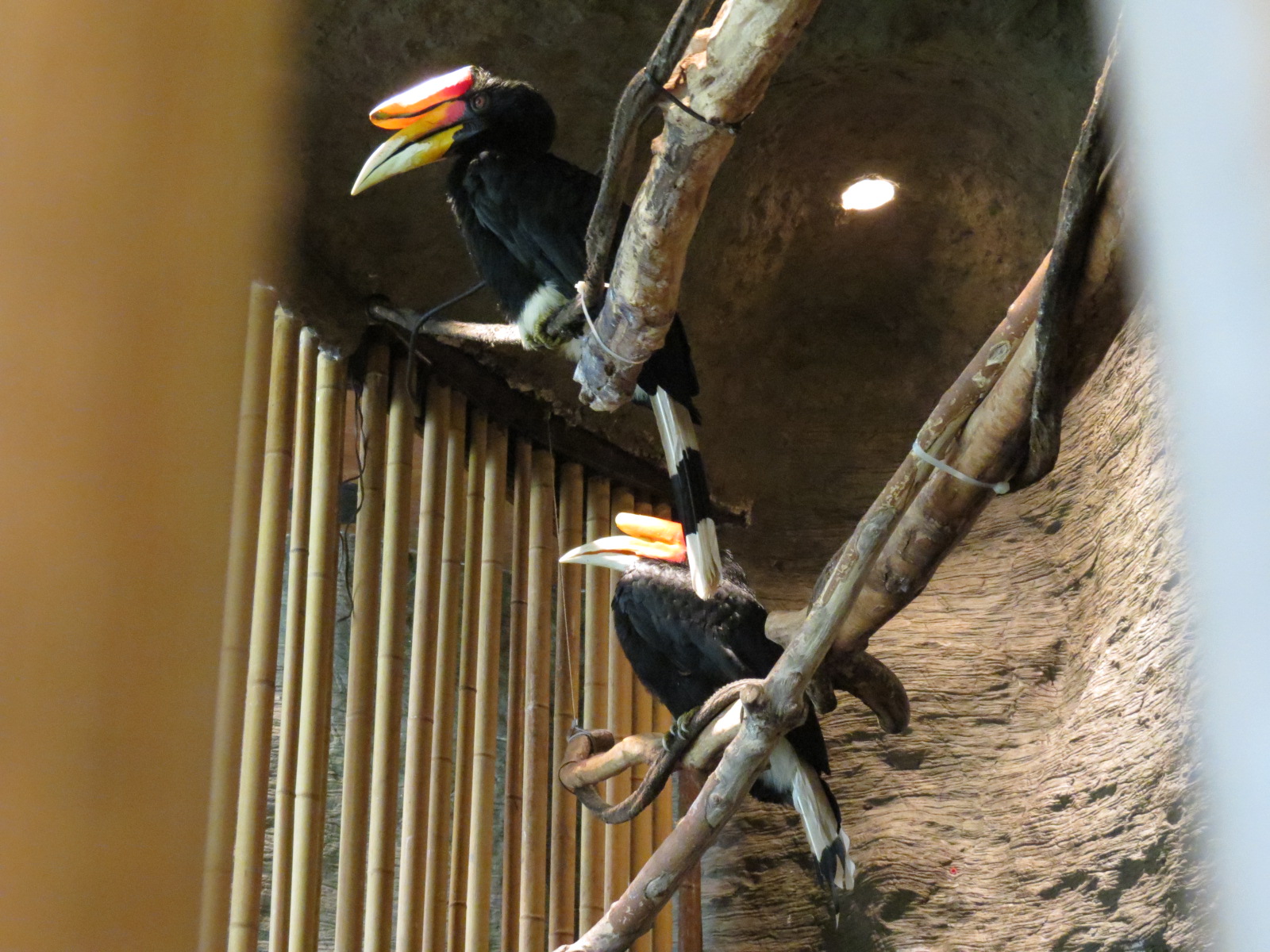 Entry Path - Rhinoceros Hornbill Exhibit
