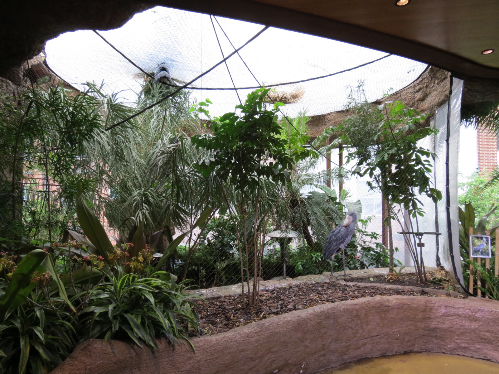 Entry Path - Shoebill Stork and Other Birds Exhibit