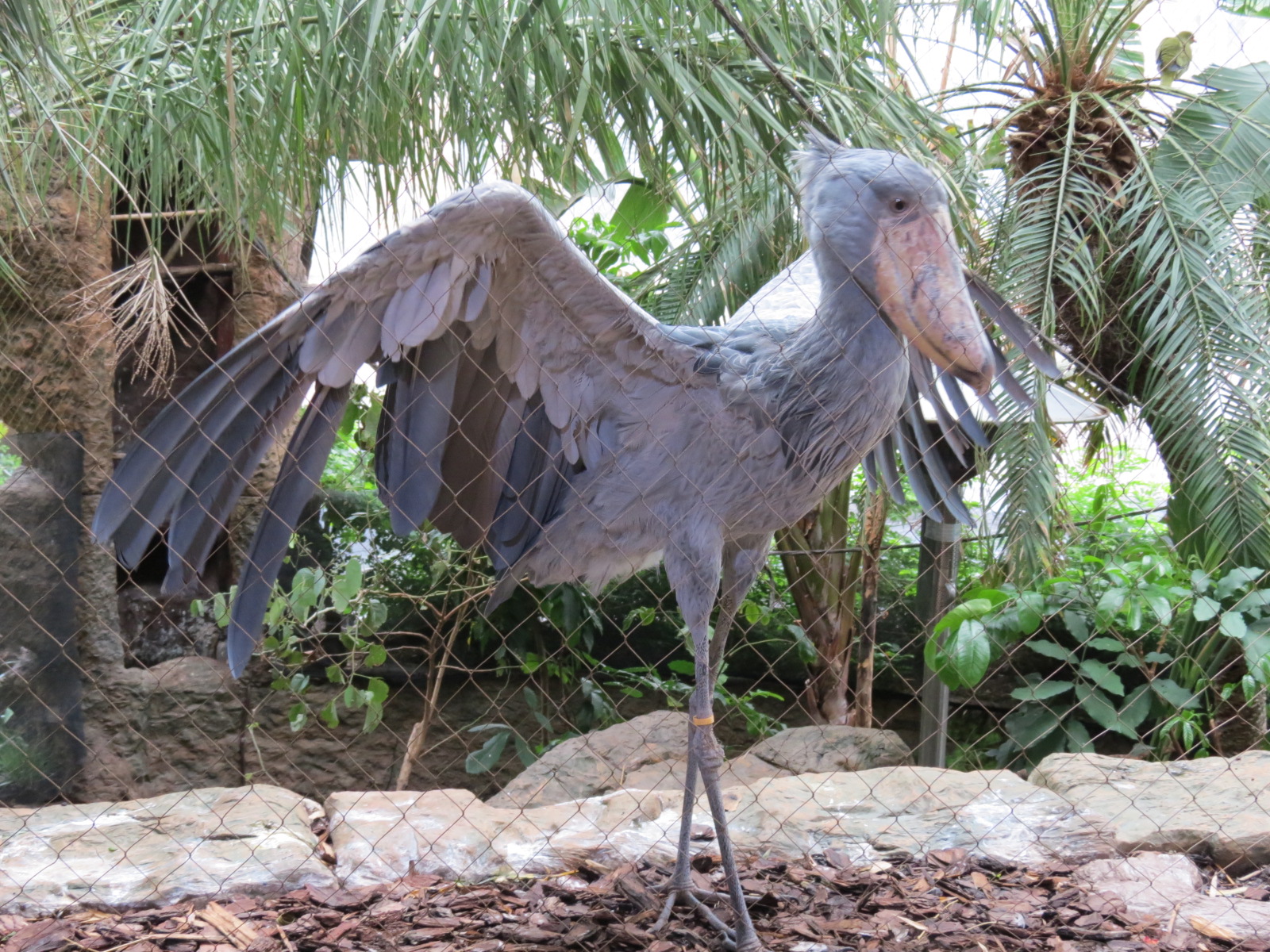 Entry Path - Shoebill Stork