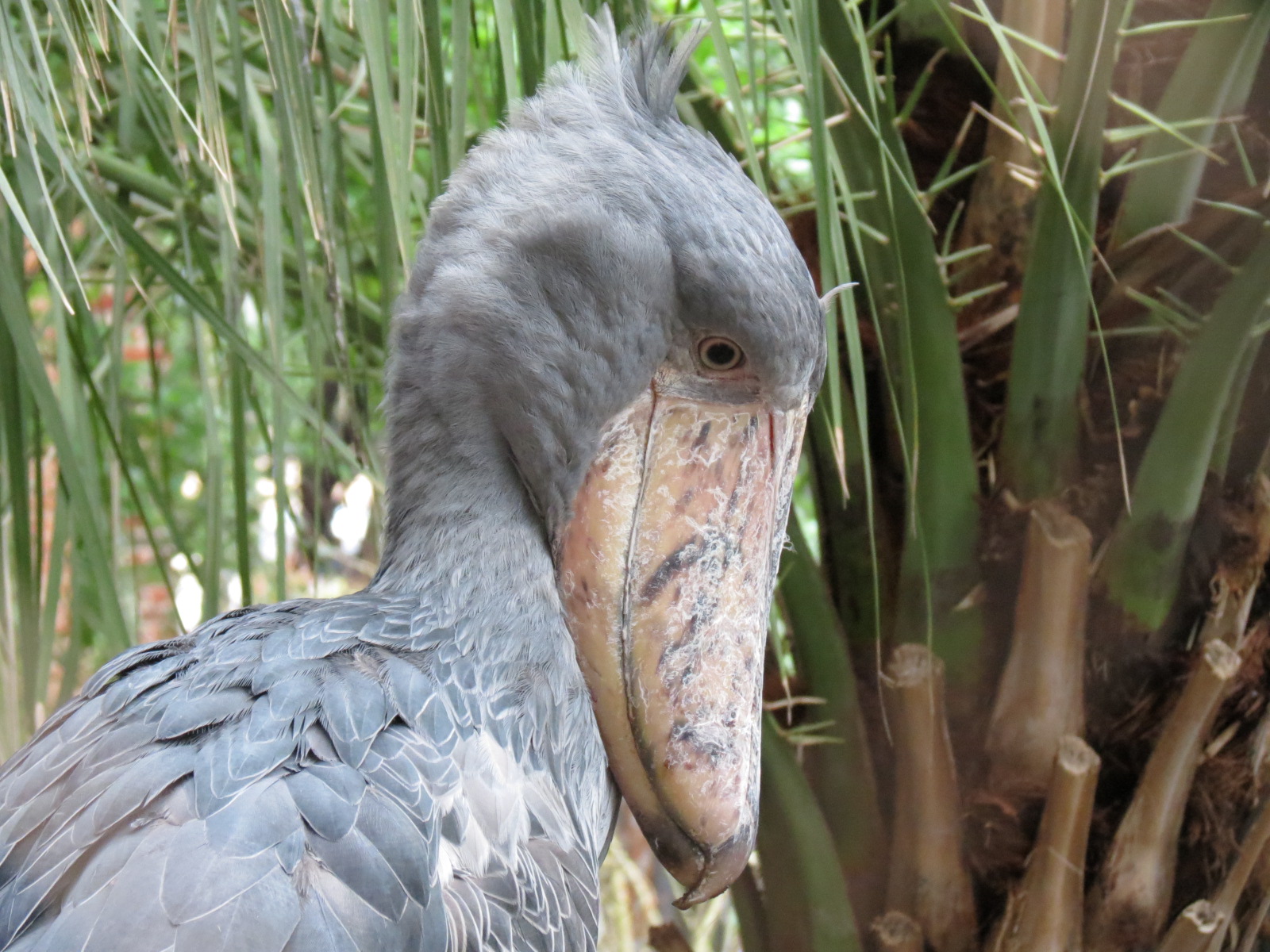 Entry Path - Shoebill Stork