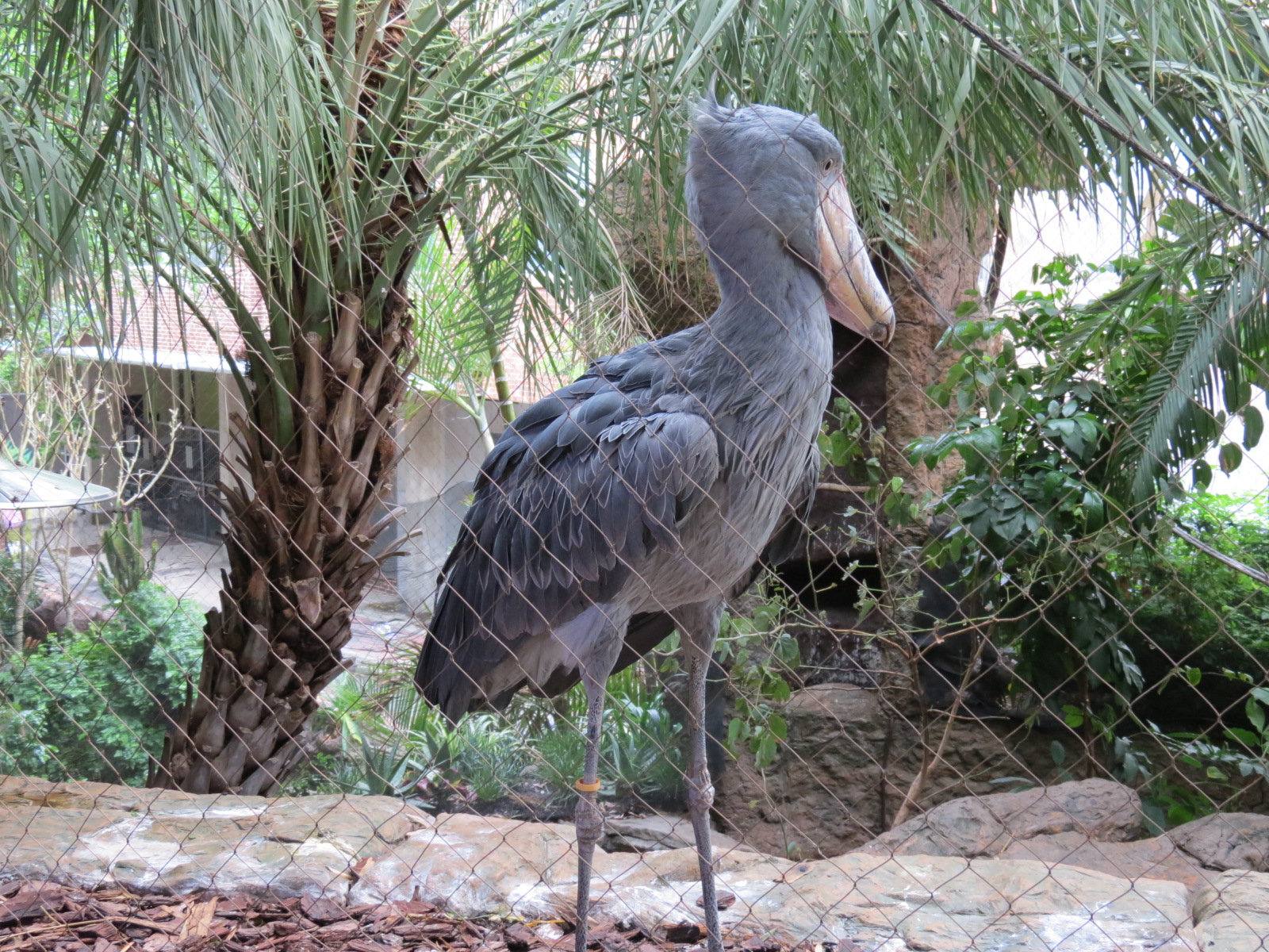 Entry Path - Shoebill Stork