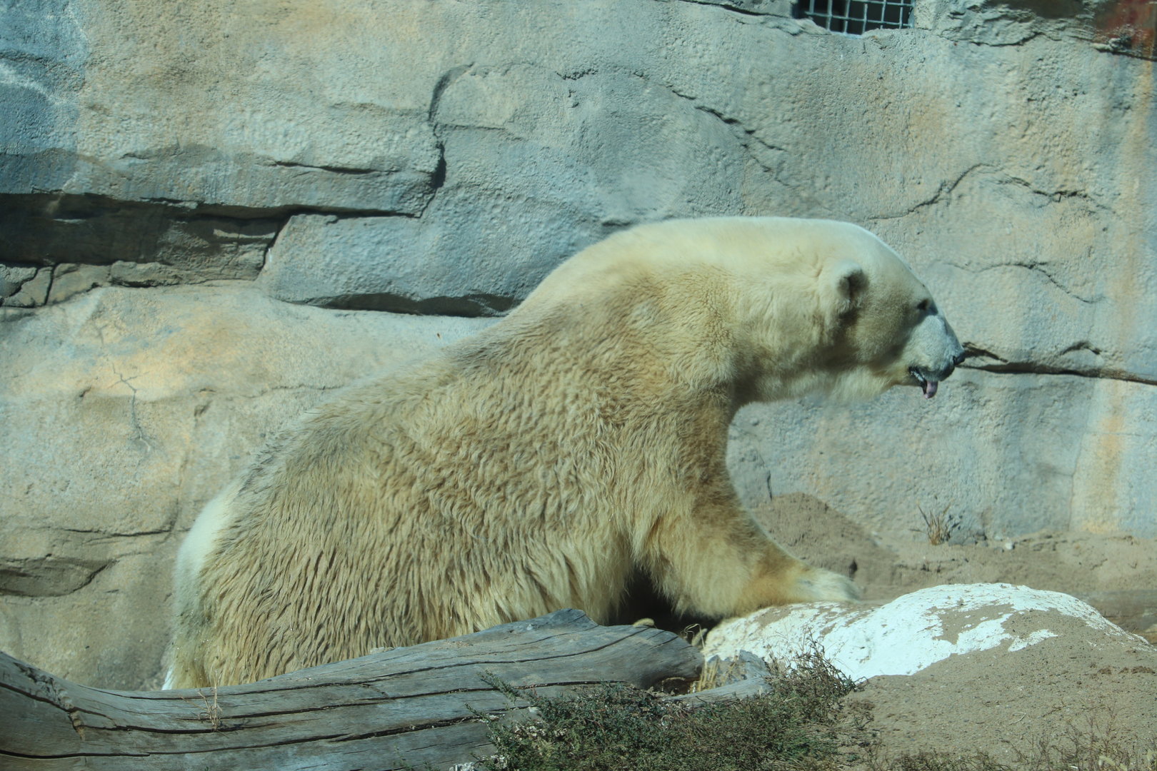 Entry Plaza - Polar Bear