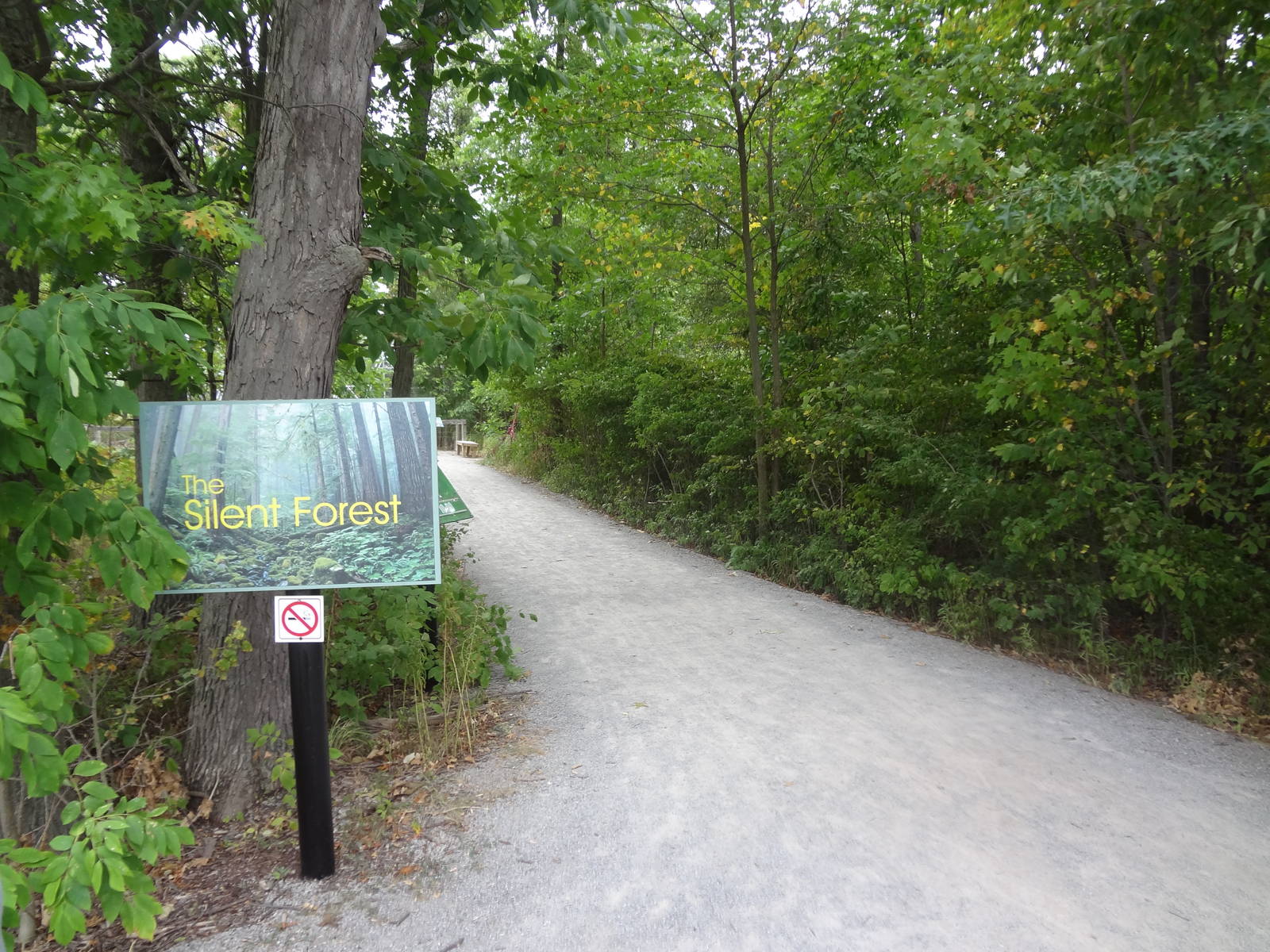Entry to The Silent Forest