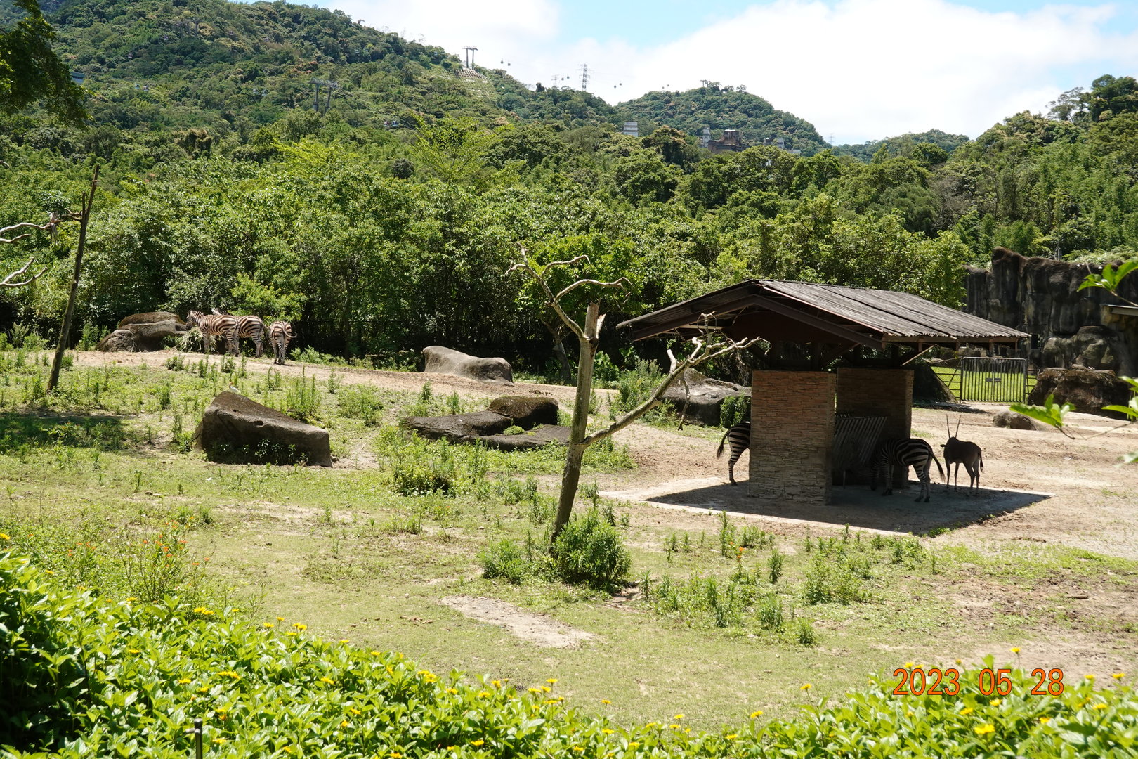 Environment for Chapman's Zebra (Equus quagga chapmani) & Beisa Oryx (Oryx beisa beisa)