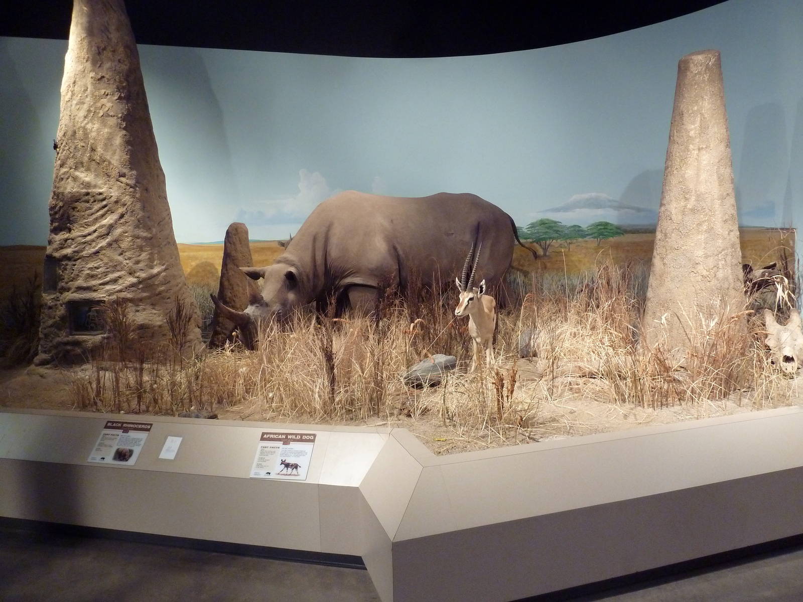 Environmental Center - African Diorama