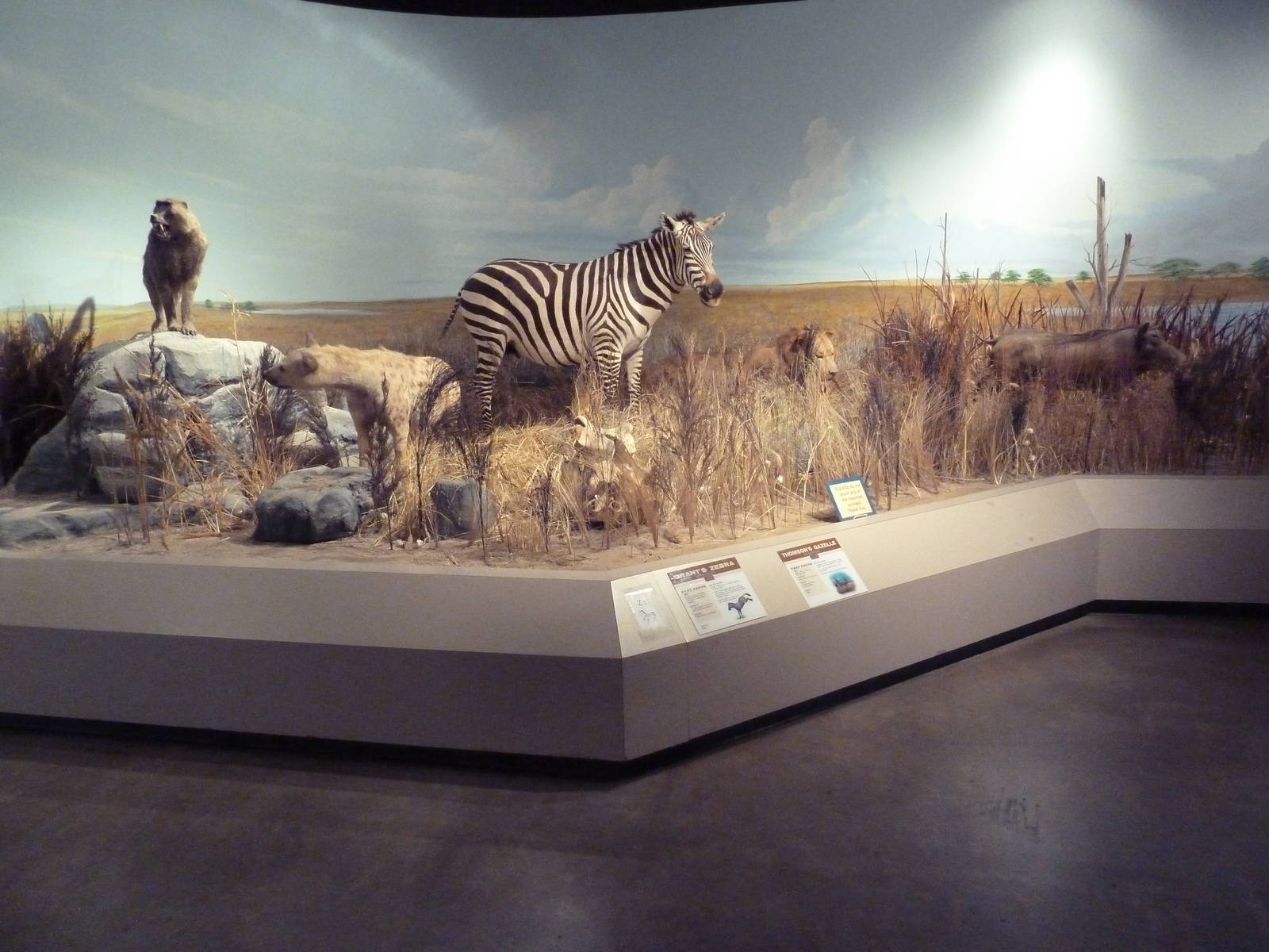 Environmental Center - African Diorama