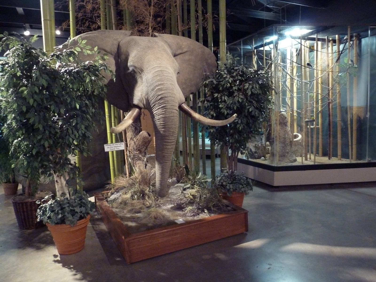 Environmental Center - African Elephant + Weaver Bird Aviary