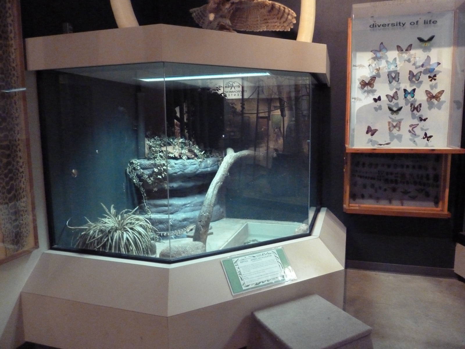 Environmental Center - American Alligator Exhibit (juveniles)