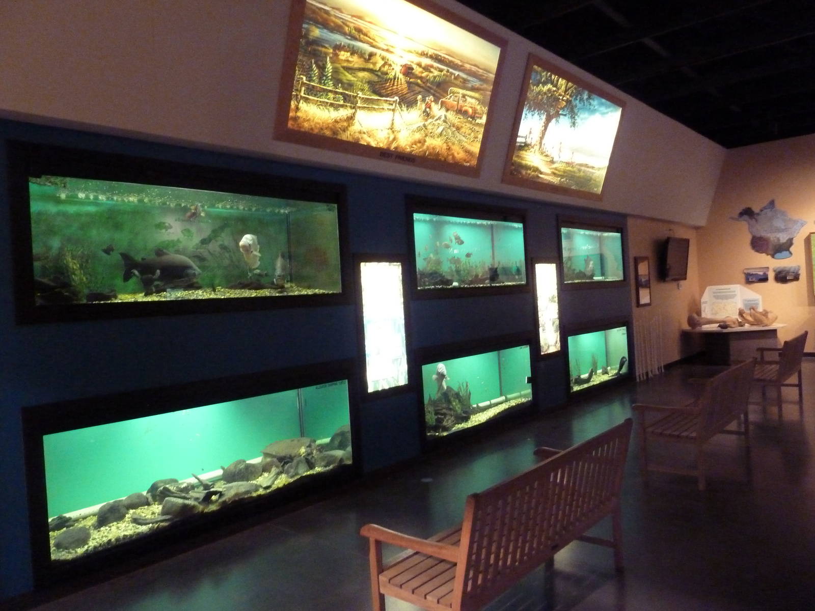 Environmental Center - Assorted Aquatic Tanks