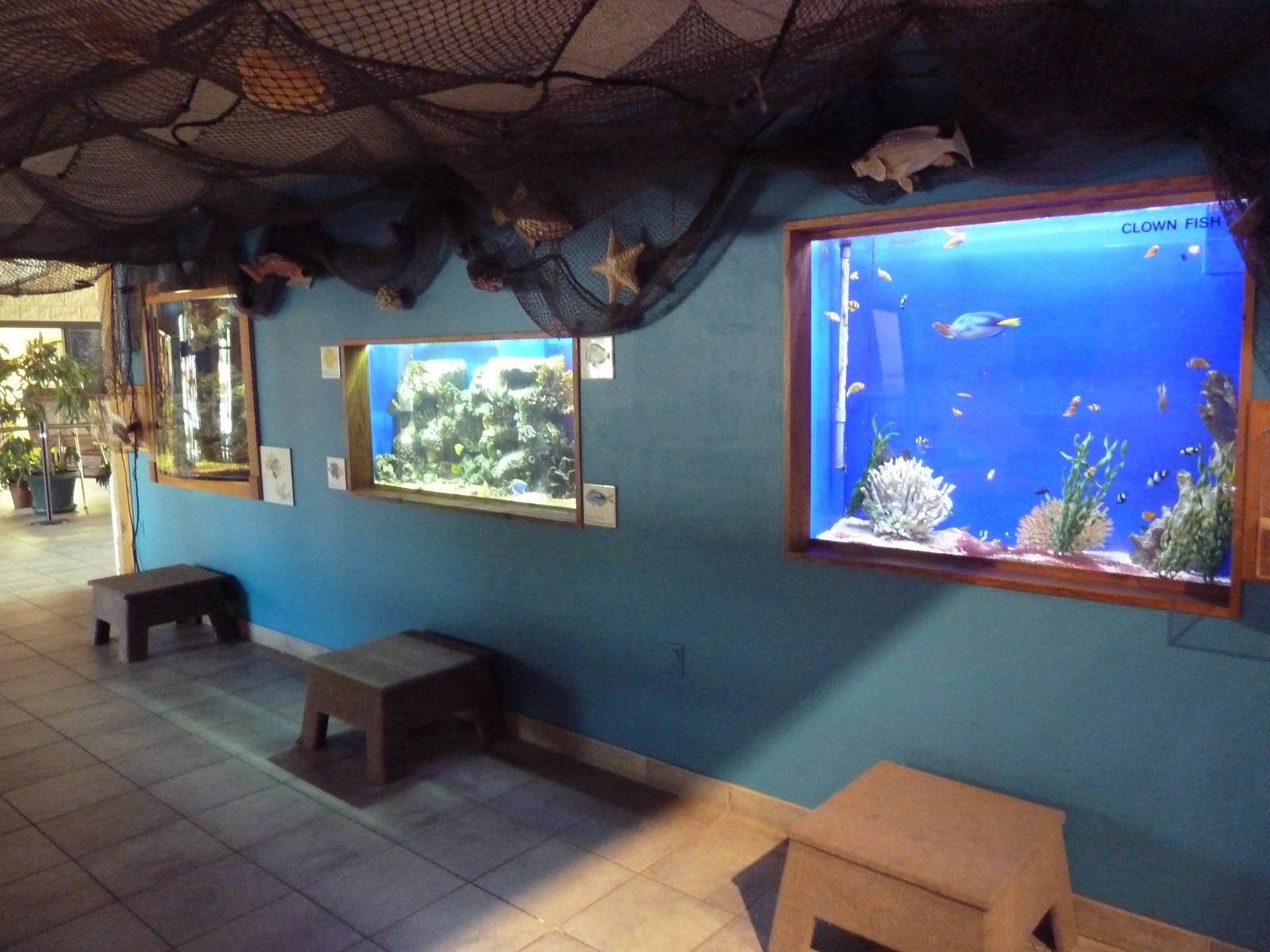 Environmental Center - Assorted Fish Tanks