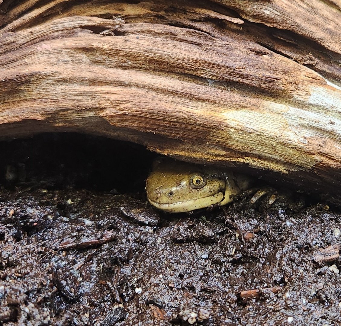 Environmental Studies Center (AL) - Ambystoma tigrinum