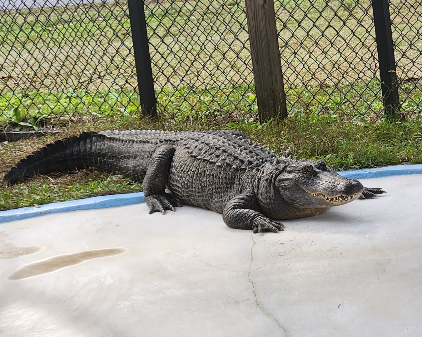 Environmental Studies Center (AL) - American Alligator