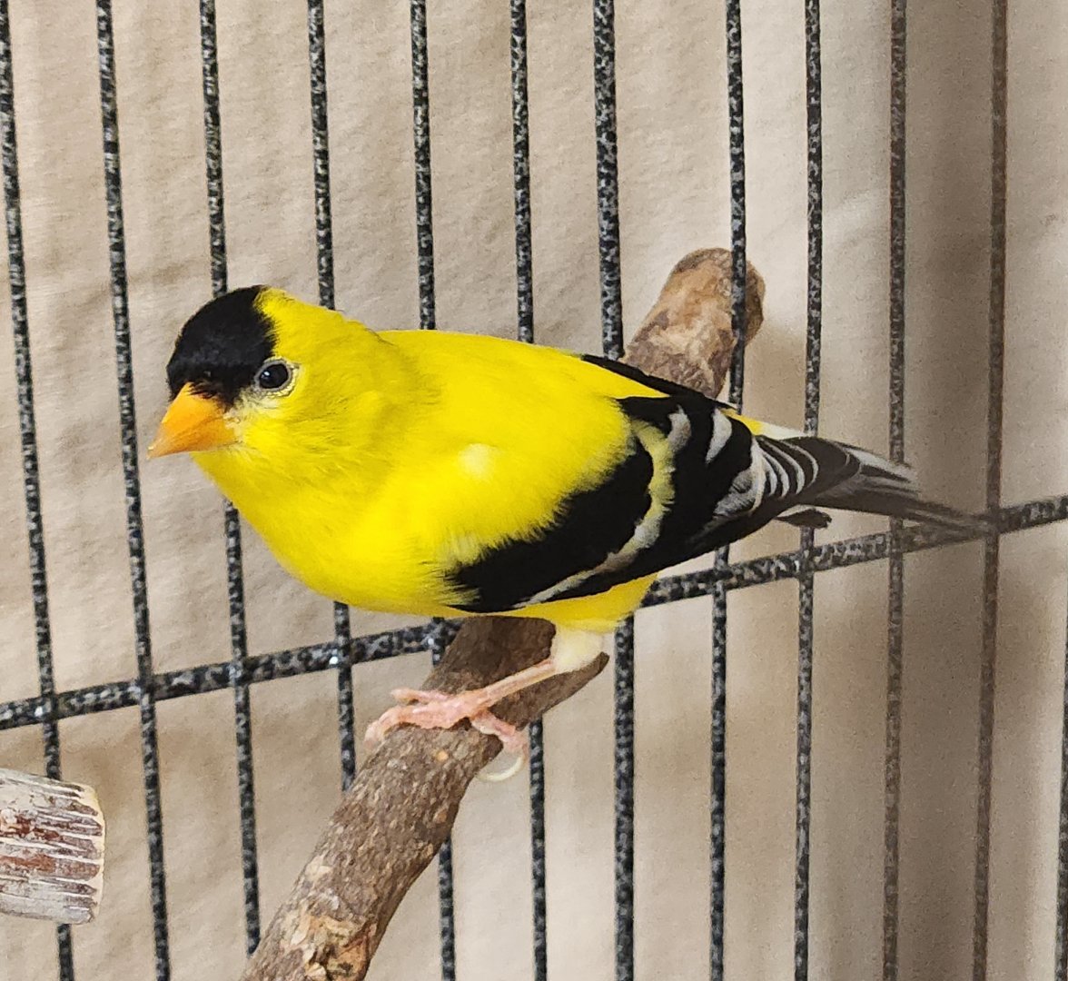 Environmental Studies Center (AL) - American Goldfinch