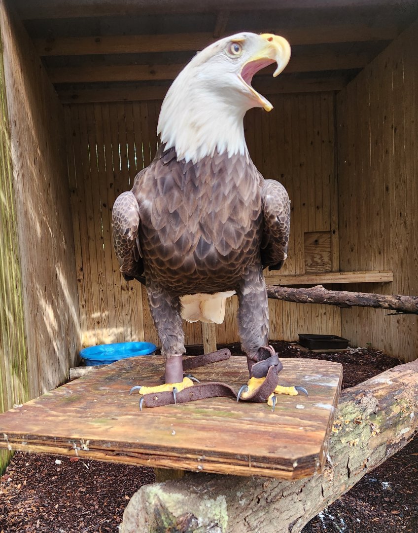Environmental Studies Center (AL) - Bald Eagle